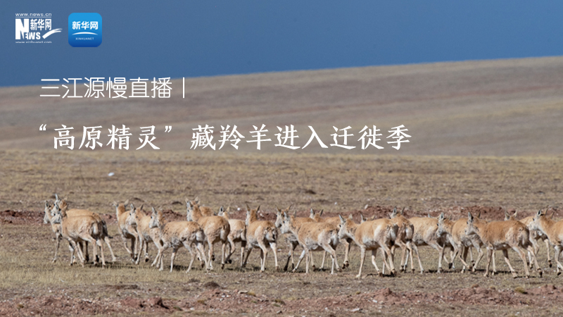 三江源慢直播——“高原精灵”藏羚羊进入迁徙季