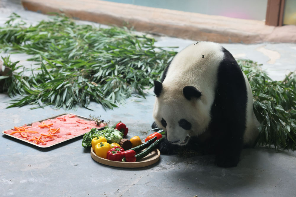 青海西宁：大熊猫假期