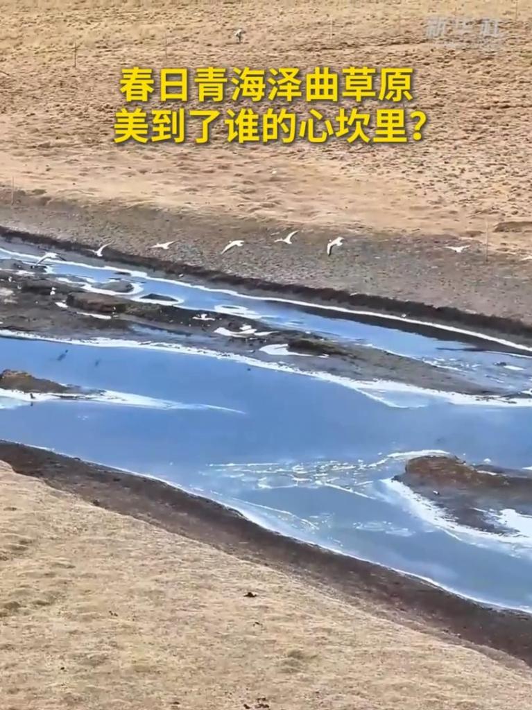 春日青海泽曲草原美到了谁的心坎里？
