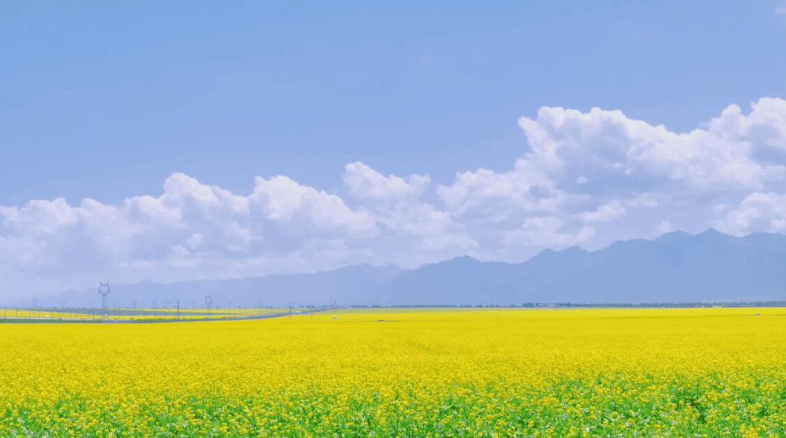 清凉一夏｜七月门源：夏日童话，百里花海