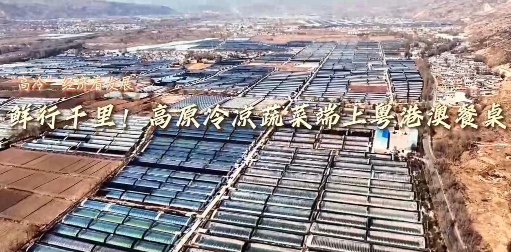 “高冷”经济看发展｜鲜行千里！高原冷凉蔬菜端上粤港澳餐桌