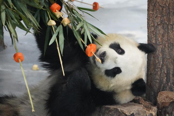 西宁：大熊猫过元旦