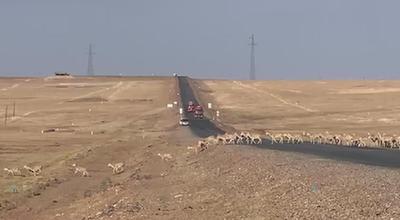 国社@青海丨震撼！看藏羚羊在可可西里“过马路”