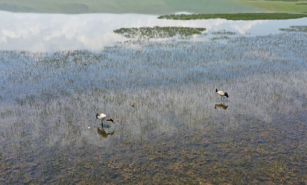 新华全媒+丨人鹤共生：湿地大省青海多措并举引来黑颈鹤翔集